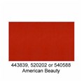 520202-American-Beauty-2025