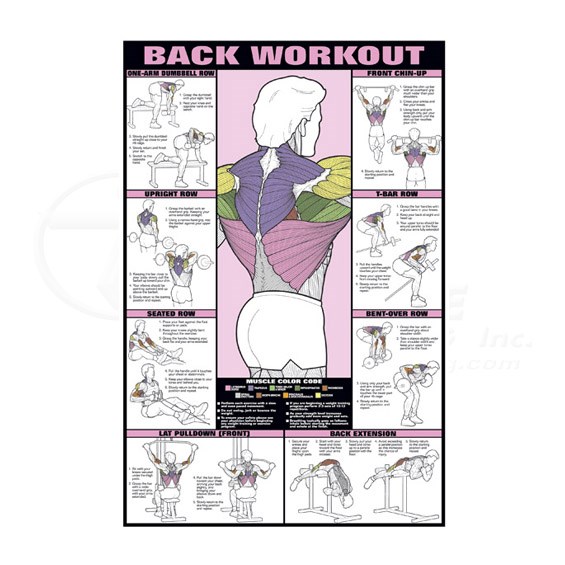 Back Workout Chart Hd