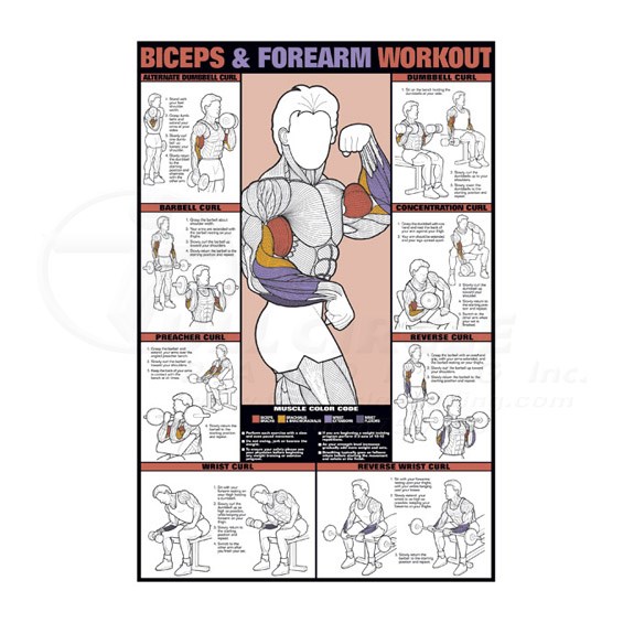 Biceps & Forearm Workout Fitness Chart 0CHNFC9B