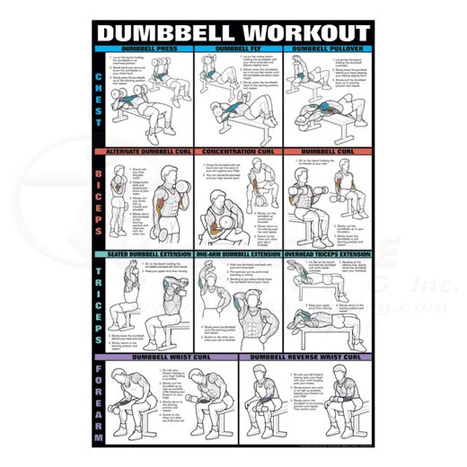 24 x 36 Dumbbell Workout Fitness Chart Chest, Biceps Triceps & Forearms