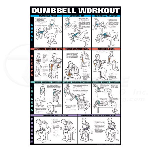 Full Biceps Workout Chart