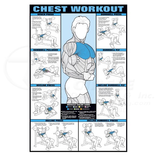 24 x 36 Chest Workout Fitness Chart