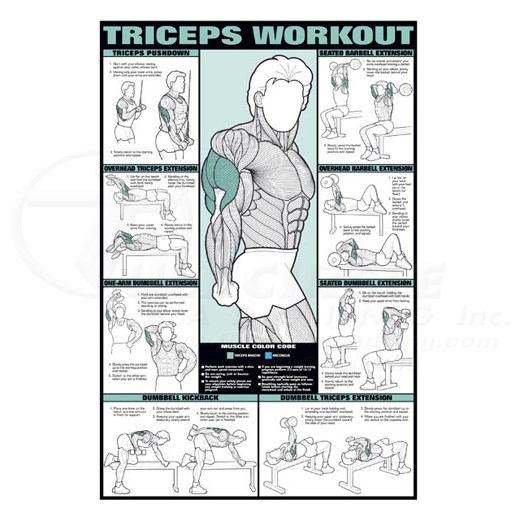 24 x 36 Triceps Workout Fitness Chart