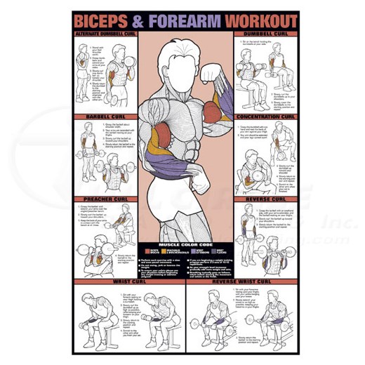 24 x 36 Biceps & Forearm Workout Fitness Chart
